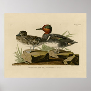 Amerikansk Grönt vingade Teal från Audubon's Bird Poster