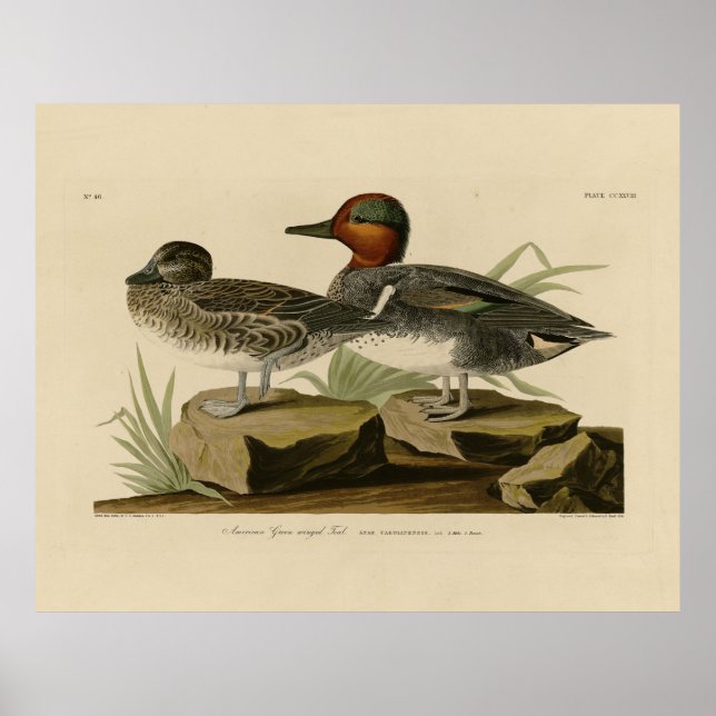 Amerikansk Grönt vingade Teal från Audubon's Bird Poster (Framsidan)