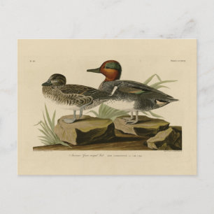 Amerikansk Grönt vingade Teal från Audubon's Bird Vykort