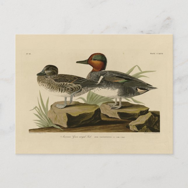 Amerikansk Grönt vingade Teal från Audubon's Bird Vykort (Framsida)