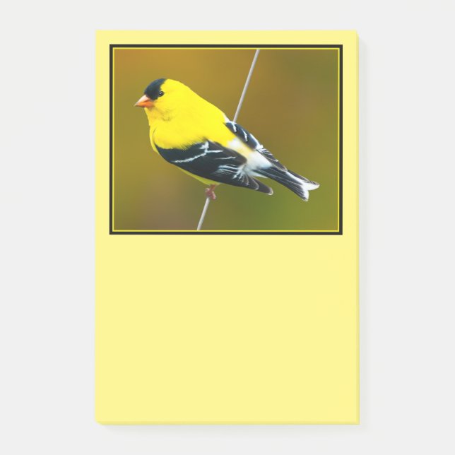 Amerikansk Guldfink - Originalfotografi Post-it Block (Framsida)