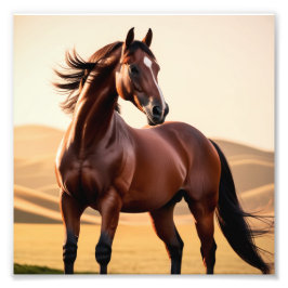 Amerikansk häst fototryck