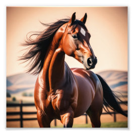 Amerikansk häst fototryck