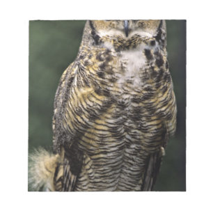 Amerikansk hornuggla (Bubo virginianus), hel kropp Anteckningsblock