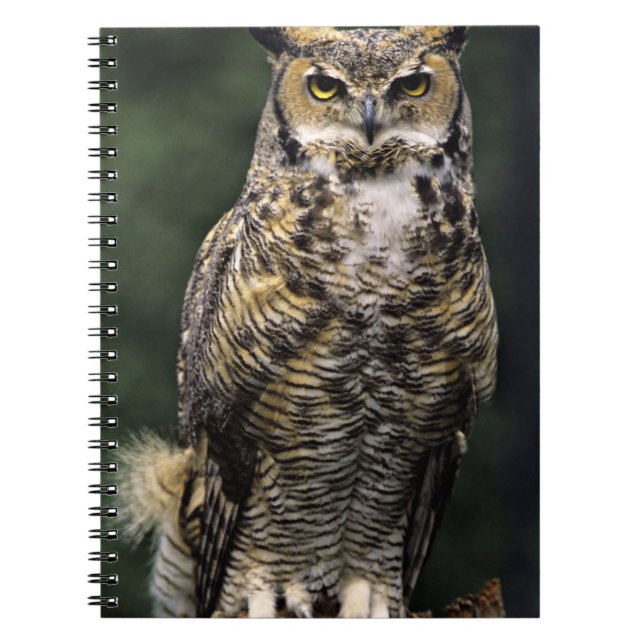 Amerikansk hornuggla (Bubo virginianus), hel kropp Anteckningsbok (Framsidan)
