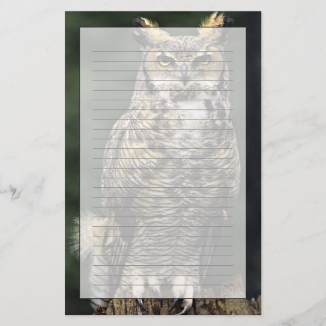 Amerikansk hornuggla (Bubo virginianus), hel kropp Brevpapper (Framsida)