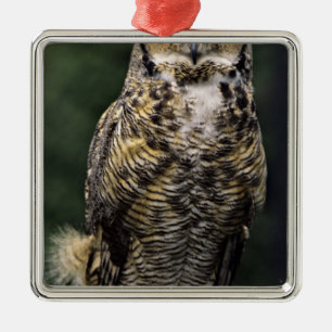 Amerikansk hornuggla (Bubo virginianus), hel kropp Julgransprydnad Metall