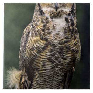 Amerikansk hornuggla (Bubo virginianus), hel kropp Kakelplatta