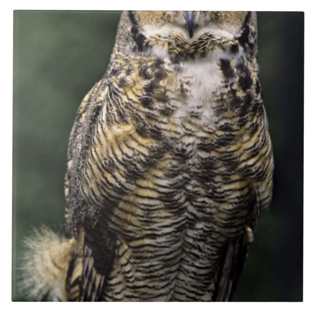 Amerikansk hornuggla (Bubo virginianus), hel kropp Kakelplatta (Framsidan)