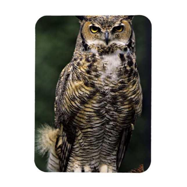 Amerikansk hornuggla (Bubo virginianus), hel kropp Magnet (Vertikal)
