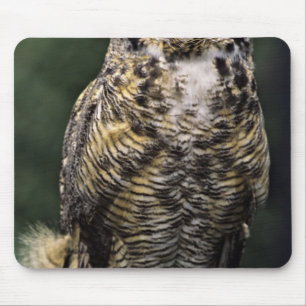 Amerikansk hornuggla (Bubo virginianus), hel kropp Musmatta