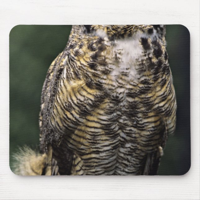 Amerikansk hornuggla (Bubo virginianus), hel kropp Musmatta (Framsidan)