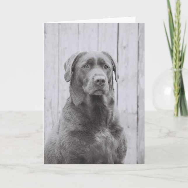 Amerikansk Hund Kort (Framsida)