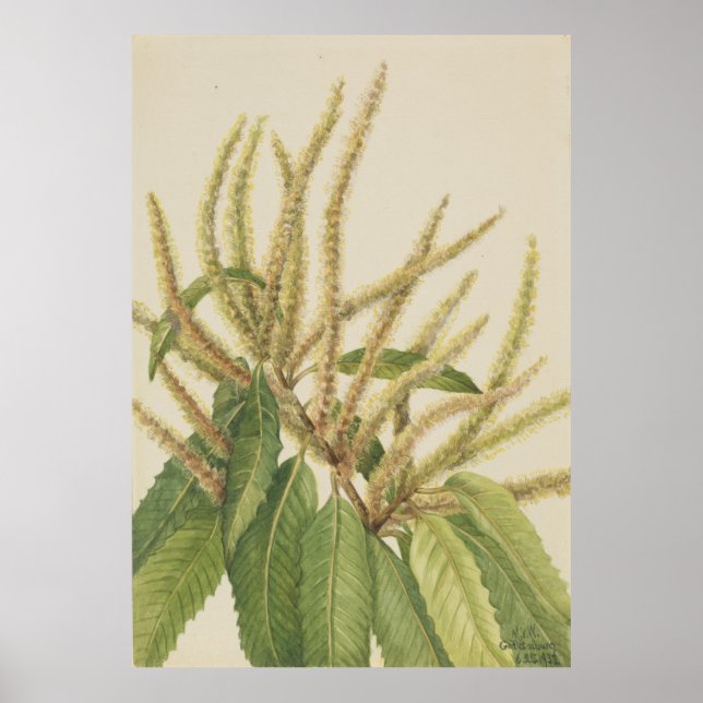 Amerikansk kastanj (Castanea dentata) Poster (Framsidan)