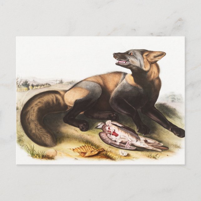 Amerikansk korsfågel (Canis vulpes) Illustration Vykort (Framsida)
