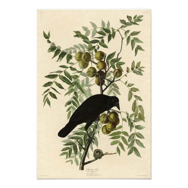 Amerikansk Kråka från John Audubon's Birds of Amer Fototryck (Framsidan)