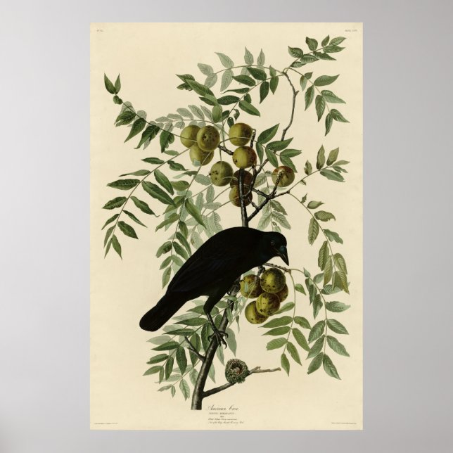 Amerikansk Kråka från John Audubon's Birds of Amer Poster (Framsidan)