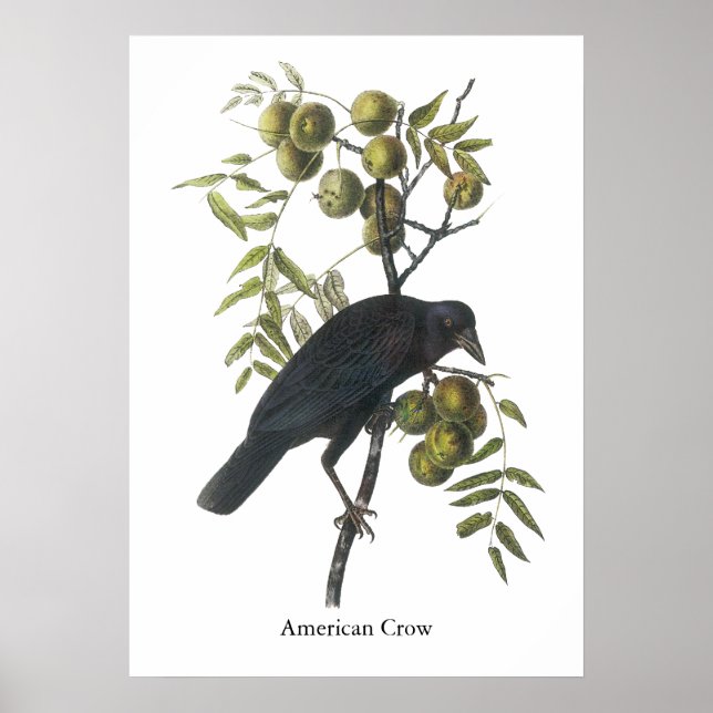 Amerikansk Kråka, John James Audubon Poster (Framsidan)