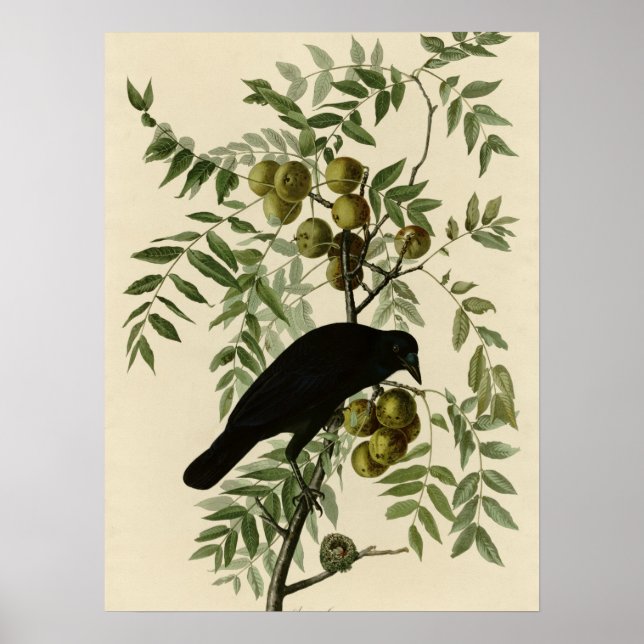 Amerikansk Kråka Poster (Framsidan)