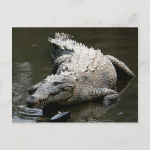Amerikansk krokodil (Crocodylus acutus) Vykort