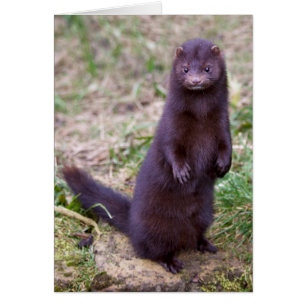 Amerikansk Mink Kort