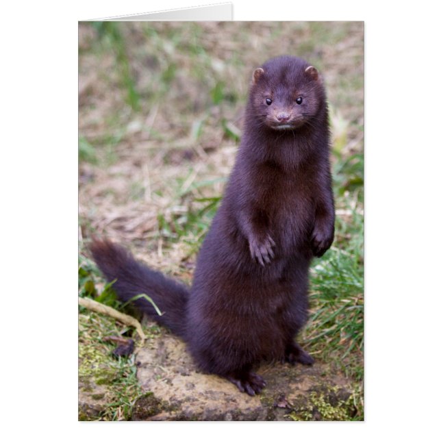 Amerikansk Mink Kort (Framsidan)
