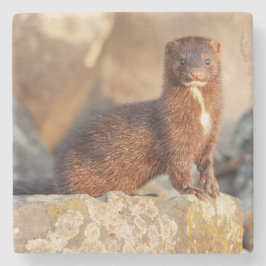 Amerikansk mink stenunderlägg