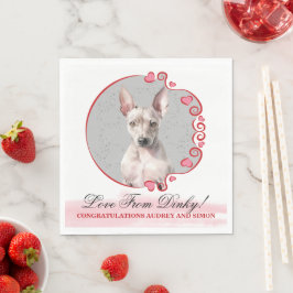 Amerikansk naken terrier servetter med hund foto