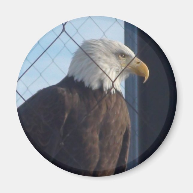 Amerikansk örn kylskåpsmagnet (Framsidan)