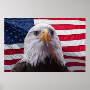 Amerikansk örn och flagga poster