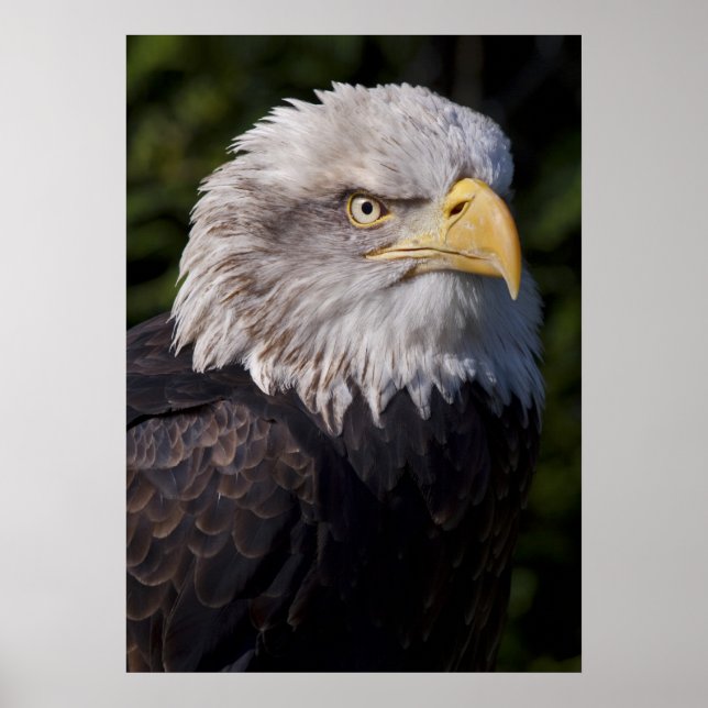 Amerikansk örntryck poster (Framsidan)
