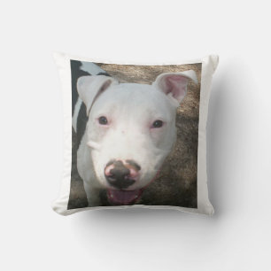amerikansk pitbullterrier kudde
