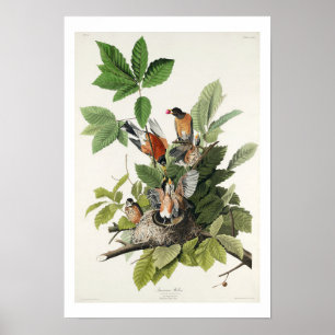 Amerikansk Robin av Audubon Poster