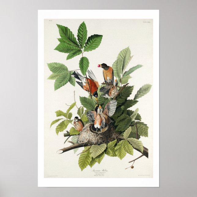 Amerikansk Robin av Audubon Poster (Framsidan)