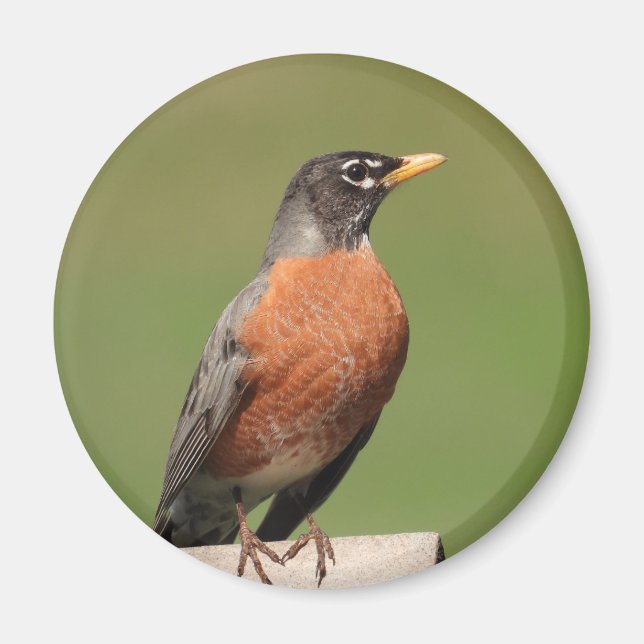 Amerikansk Robin bird Magnet (Framsidan)
