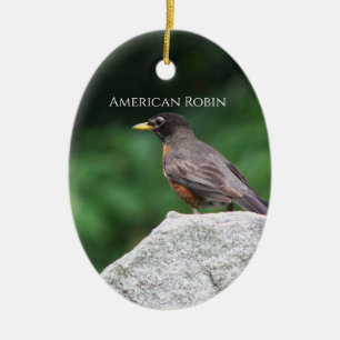 Amerikansk Robin Fågel Foto Ornament