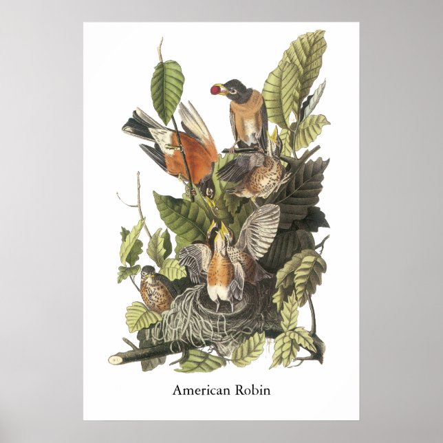 Amerikansk Robin, John Audubon Print Poster (Framsidan)