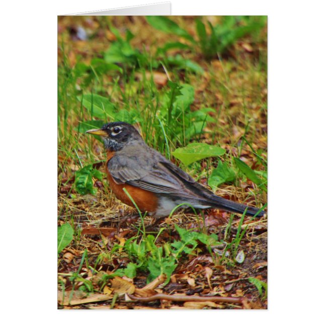 Amerikansk Robin på Grass Hälsningskort (Framsidan)