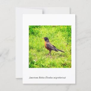 Amerikansk Robin (Turdus migratorius) Vykort