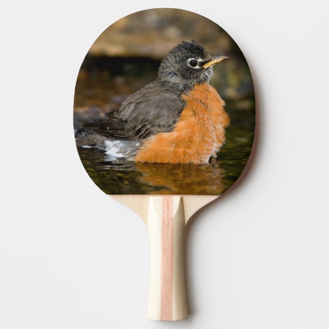 Amerikansk rödbröst badar 2 pingisracket (Framsidan)
