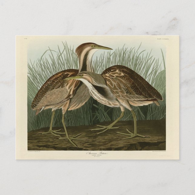 Amerikansk rördrom - från Audubons Birds of Americ Vykort (Framsida)