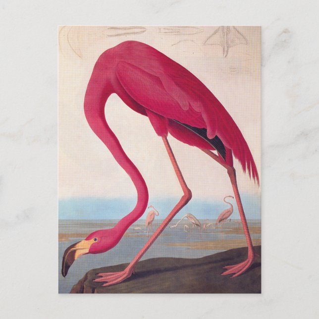 Amerikansk Rosa Flamingo Audubon Vintage Bird Art Vykort (Framsida)