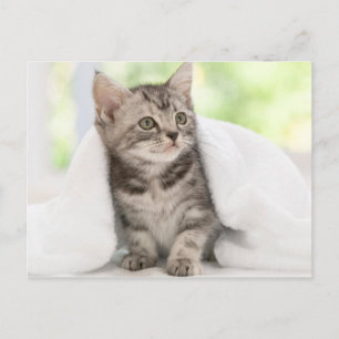 Amerikansk shorthair kitten vykort