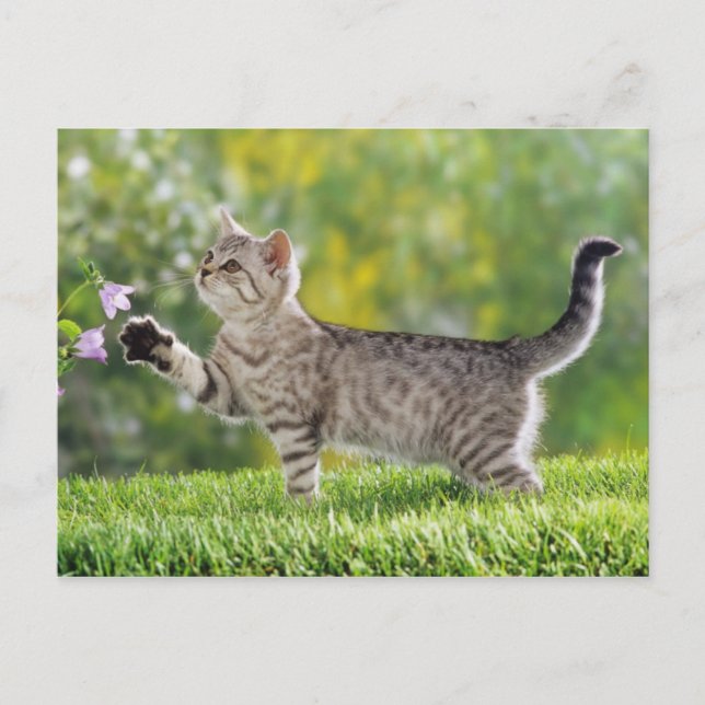 Amerikansk shorthair kitten vykort (Framsida)