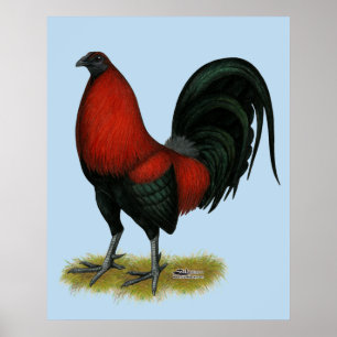 Amerikansk spelhöns svart röd rooster poster