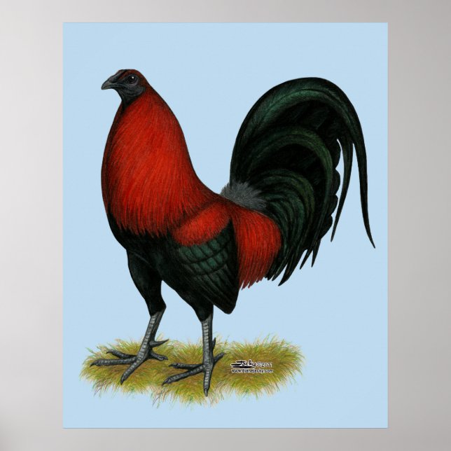 Amerikansk spelhöns svart röd rooster poster (Framsidan)