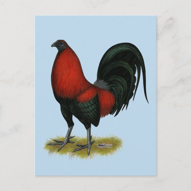 Amerikansk spelhöns svart röd rooster vykort (Framsida)