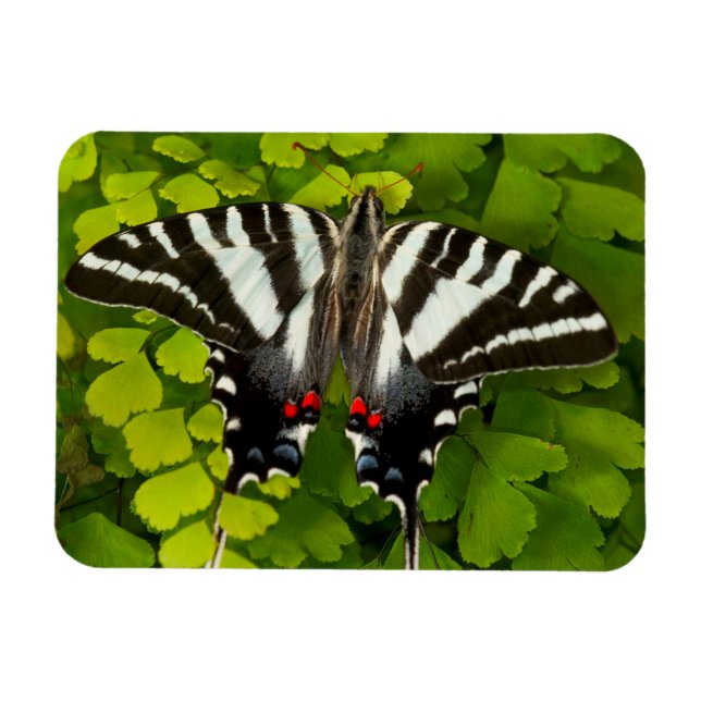 Amerikansk svalstjärtfjäril magnet (Horisontell)