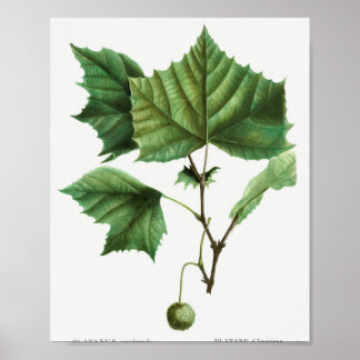 Amerikansk sycamore (Platanus occidentalis) från T Poster