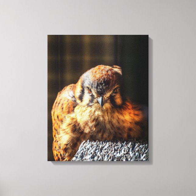 Amerikansk tornfalk kanvas konst | Falkporträtt (Framsida)